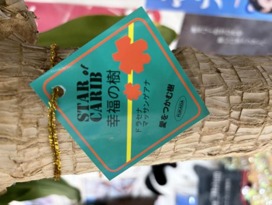 【幸福の樹】　花が咲きました‼ サムネイル